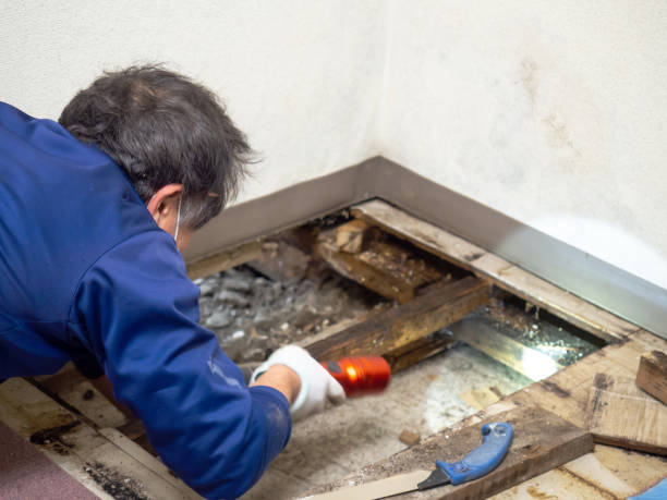 Best Home Mold Removal  in Blue Island, IL