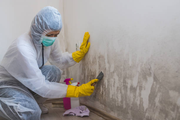 Best Home Mold Removal  in Blue Island, IL