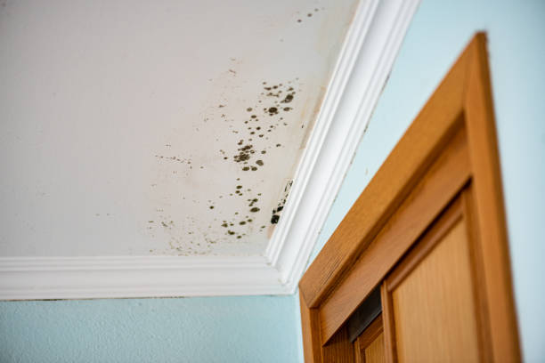 Office Mold Removal Services in Blue Island, IL