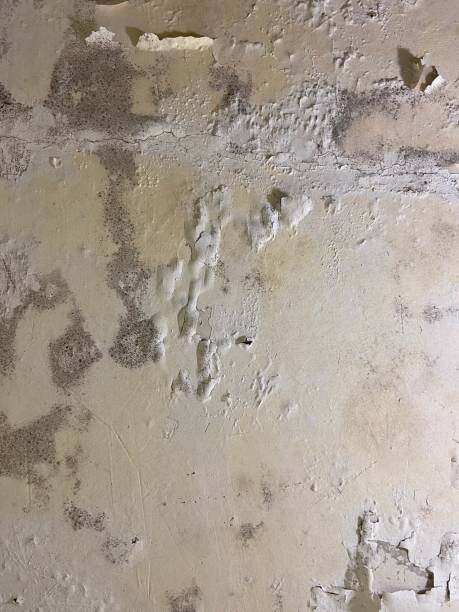 Best Fast Mold Removal  in Blue Island, IL