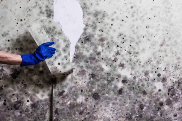 Best Toxic Mold Removal  in Blue Island, IL