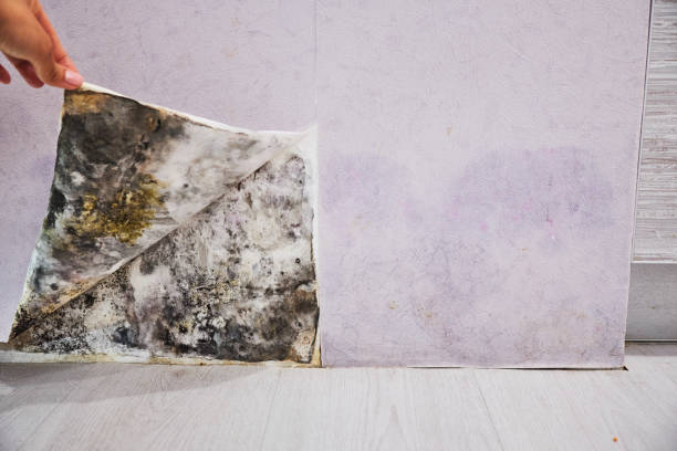 Best Crawl Space Mold Removal  in Blue Island, IL